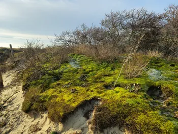 Oostnieuwkerke duinen wandeling in de koude (België)